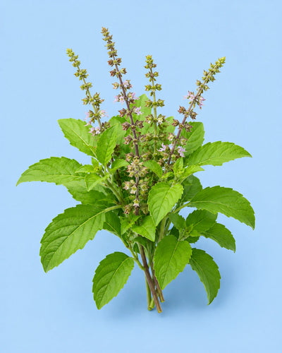 Tulsi