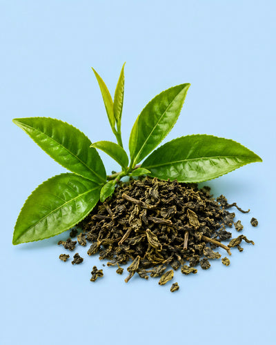 Green Tea Extract